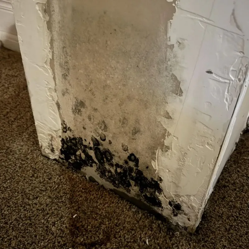Professional Mold Removal in Whispering Pines, NC